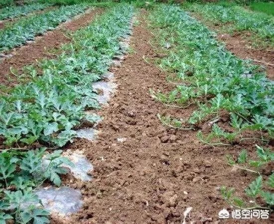 给大家介绍一个西瓜新品种？