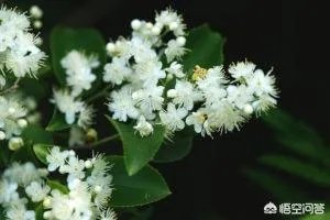 刘禹锡、白居易、元稹……唐代诗人是怎样“一唱一和”的？