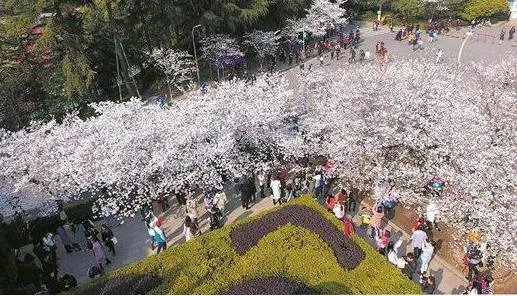 武大回应赏樱冲突说了什么:始末详情这就是真相