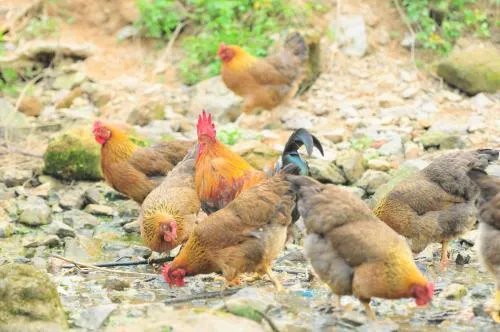 养猪大户丁磊养鸡，他会成功吗？