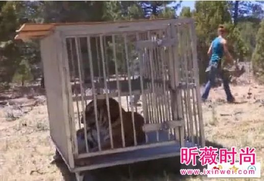 男子作死挑逗老虎:下一秒悲剧（组图）