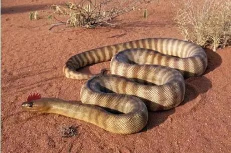 盗墓笔记十大恐怖怪物 听起来就不寒而栗,你被吓到了吗