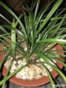 兰花叶子发黄是怎么回事？