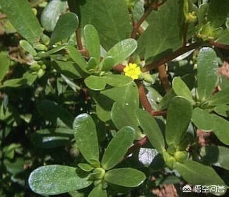 农村田野很多野菜都冒出了头，什么野菜是这个时节比较好采又好吃的？