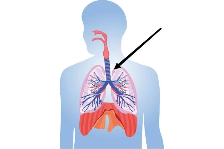 人体气管和食道的位置示意图
