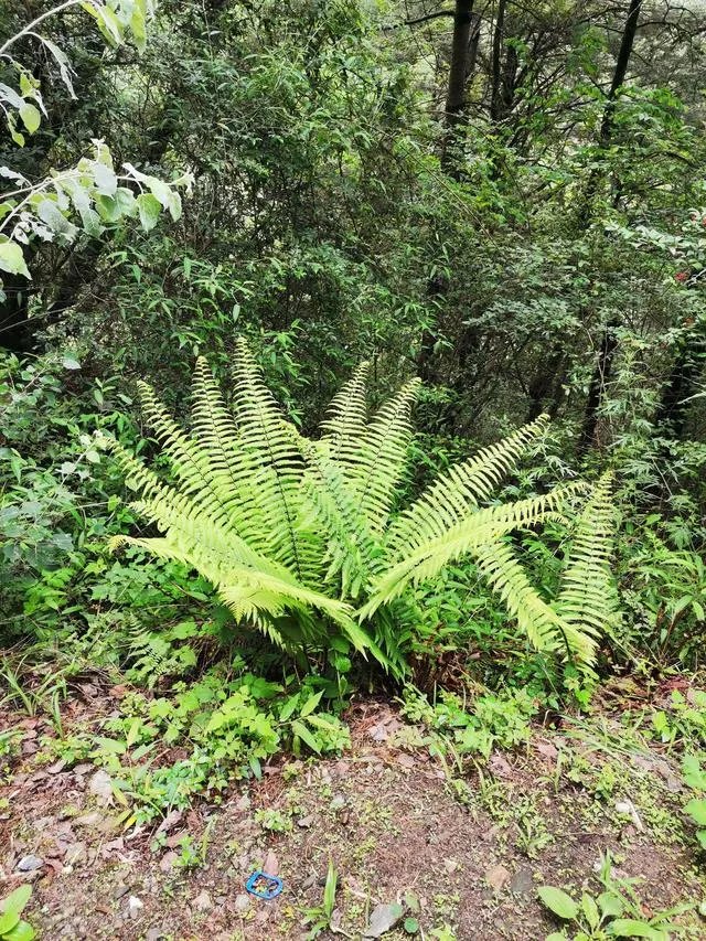 云南天坑接连发现极危物种，消失了106年的竹生羊奶子是什么？