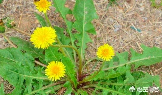 农村田野很多野菜都冒出了头，什么野菜是这个时节比较好采又好吃的？