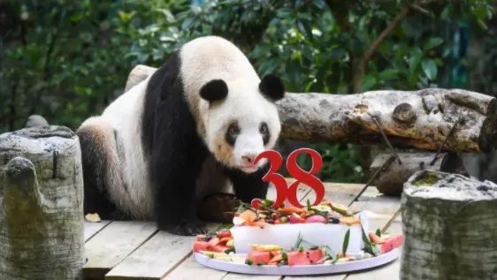 全球最长寿圈养大熊猫去世，活了多少岁？