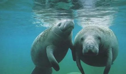 什么是儒艮？儒艮为什么叫美人鱼？