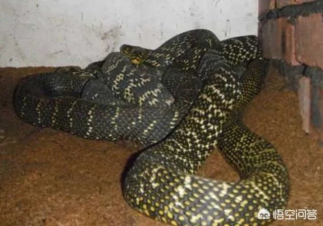 养殖的大王蛇一斤能够卖到多少钱？现在养殖大王蛇市场前景怎么样？