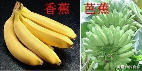 香蕉和芭蕉怎么区别？
