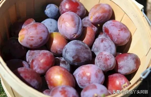 智利西梅好还是澳洲西梅好?