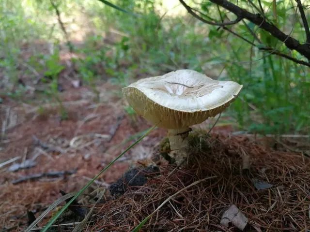 驴友拿出她的吃的跟我们分享