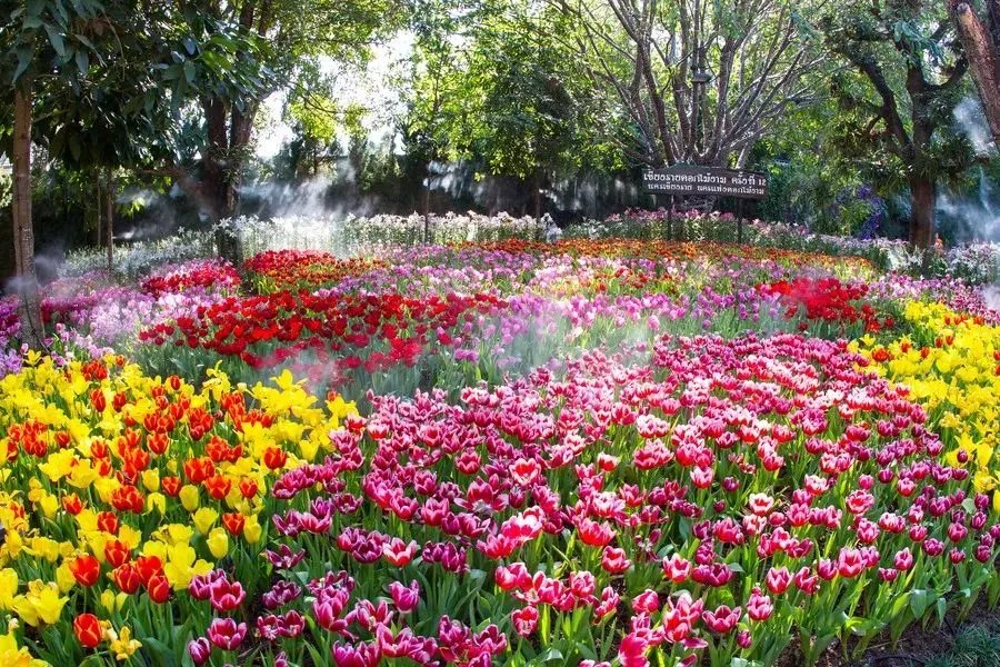 原创:花境按植物材料的分类及各自优缺点