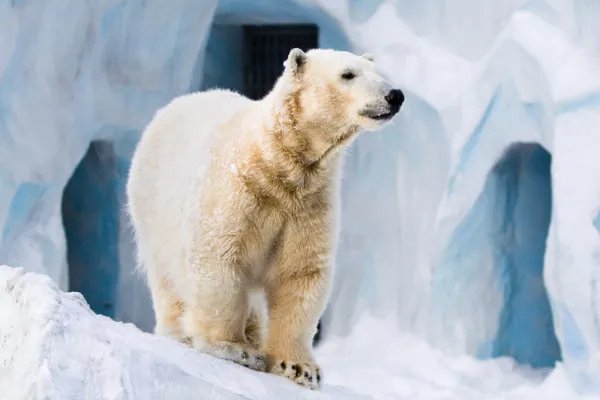 北极存在大量甲烷冰,这些甲烷冰为何不开采利用?