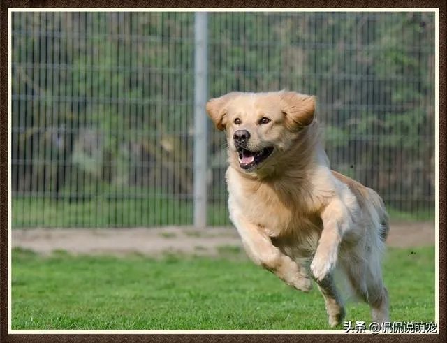 为什么我家狗狗每次突然见到主人我，都会尿失禁？