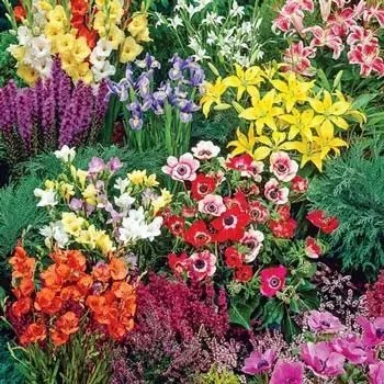 原创:花境按植物材料的分类及各自优缺点