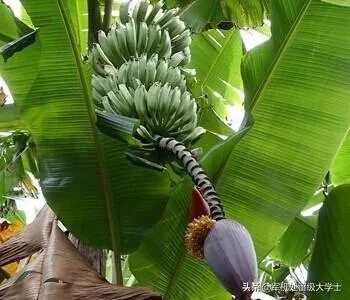 香蕉和芭蕉怎么区别？