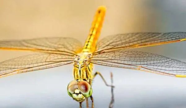 哪些昆虫能帮助人们做好事