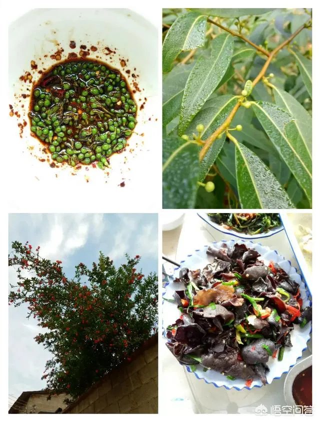 农村田野很多野菜都冒出了头，什么野菜是这个时节比较好采又好吃的？