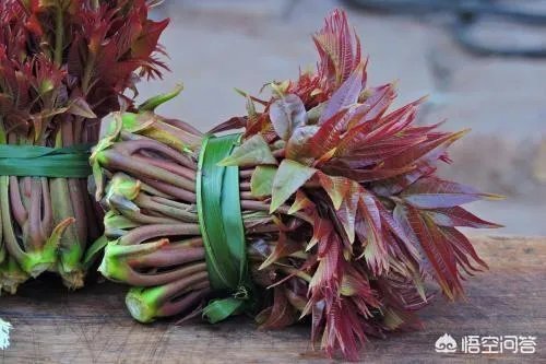 农村田野很多野菜都冒出了头，什么野菜是这个时节比较好采又好吃的？