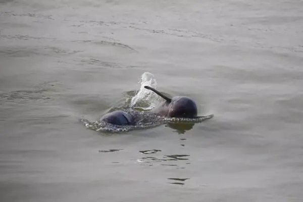 10多头江豚武汉城区江段戏水，你看过这种奇观吗？