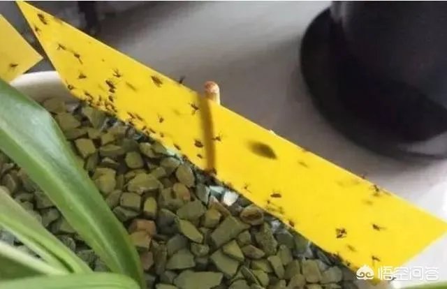 花盆里有小飞虫怎么办？