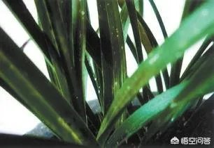 兰花叶子发黄是怎么回事？