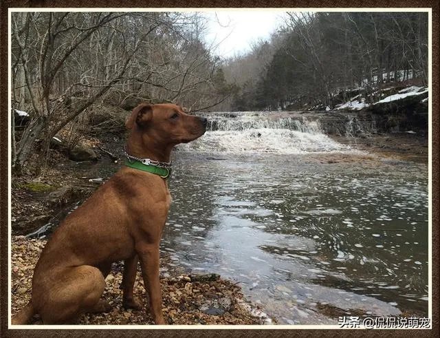 为什么我家狗狗每次突然见到主人我，都会尿失禁？