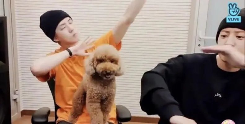 吴世勋朴灿烈跳张艺兴的莲 张艺兴和EXO关系怎么样