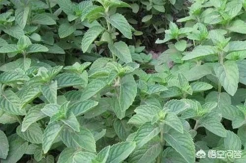 农村田野很多野菜都冒出了头，什么野菜是这个时节比较好采又好吃的？