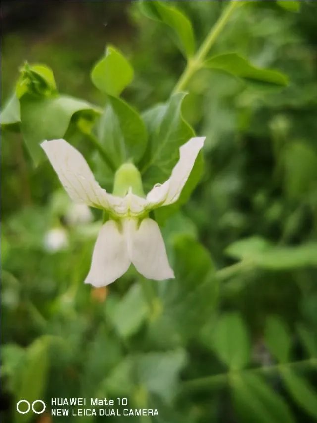 如果你的亲生父亲几十年前对别人做了禽兽不如的事情，你会怎么办？