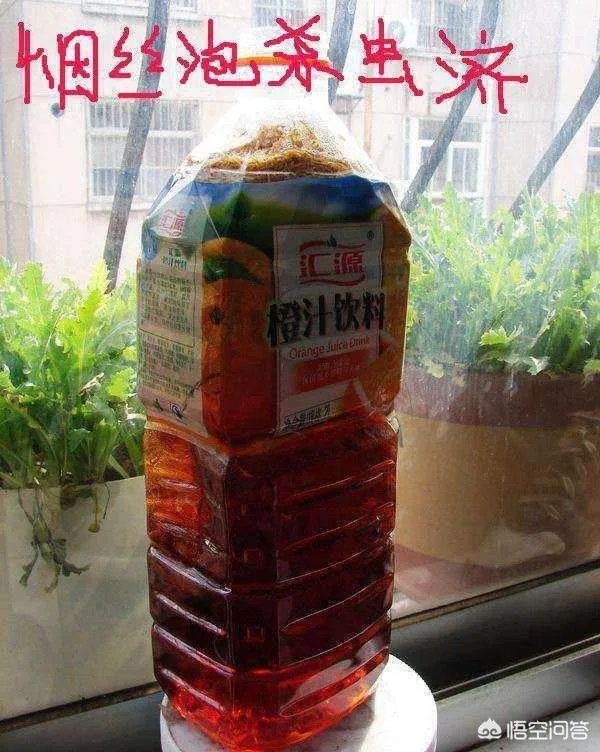 花盆里有小飞虫怎么办？