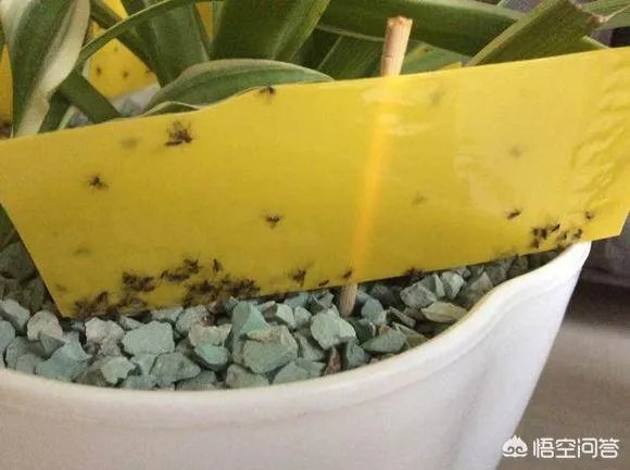 花盆里有小飞虫怎么办？