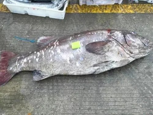 浙江渔民捕获一条158斤野生大石斑鱼，这条鱼的价值有多高？