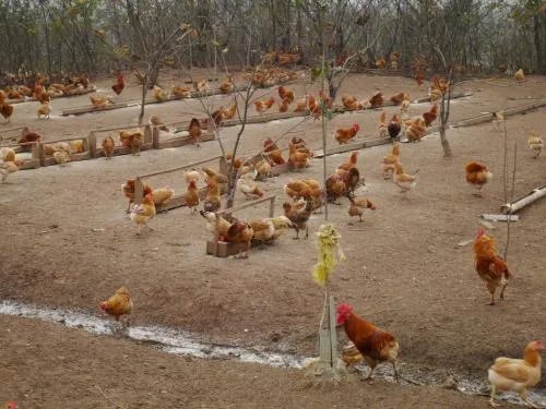 养猪大户丁磊养鸡，他会成功吗？