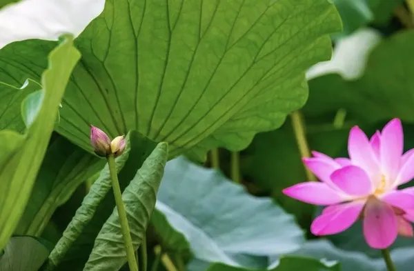 罚款!南京玄武湖并蒂莲被游客摘下 采摘者被罚200元