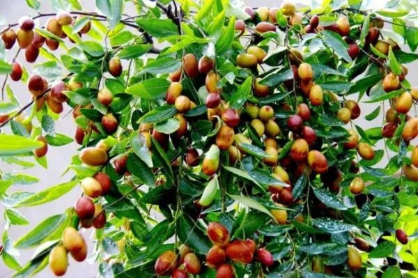 新郑大枣有什么特点？