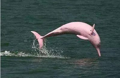 新加坡的粉色海豚为何会出现在距离沙滩很近的地方呢?