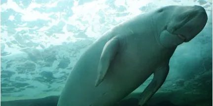 什么是儒艮？儒艮为什么叫美人鱼？