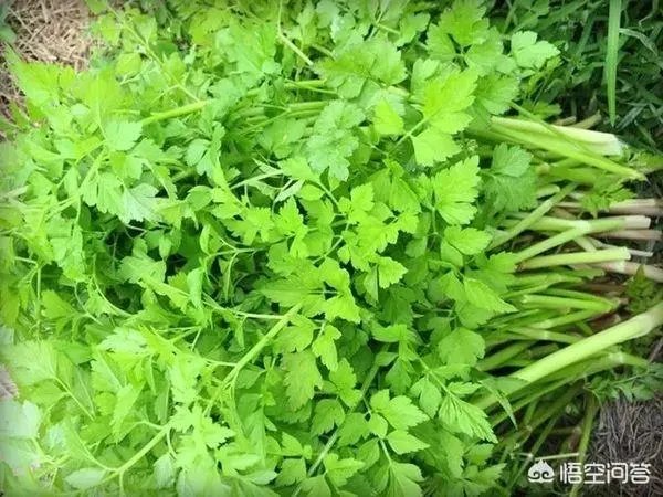 农村田野很多野菜都冒出了头，什么野菜是这个时节比较好采又好吃的？