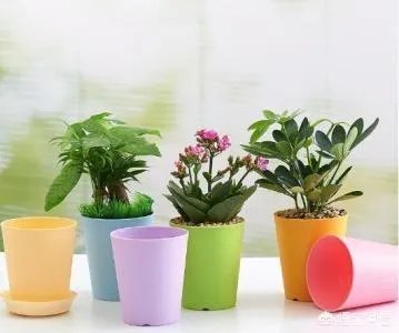 花盆里有小飞虫怎么办？