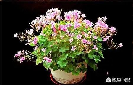 花盆里有小飞虫怎么办？