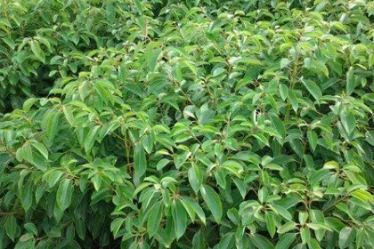 龙脑樟的功效与作用