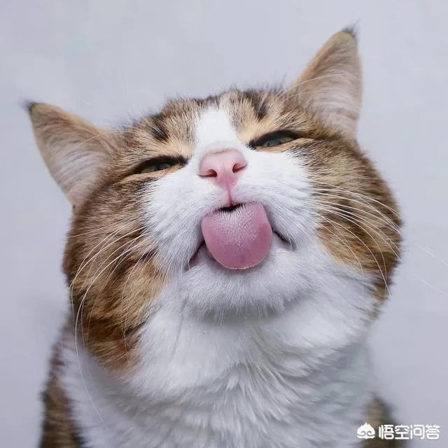 小猫死了拿去挂树被别的猫看见了有什么忌讳吗？