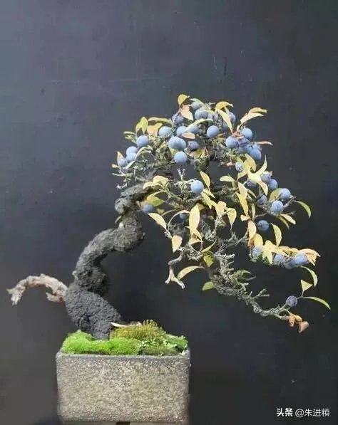 没有一个冬天不可逾越没有一个春天不会来临是什么意思？ - 芝士回答