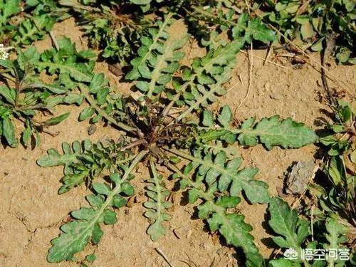 农村田野很多野菜都冒出了头，什么野菜是这个时节比较好采又好吃的？