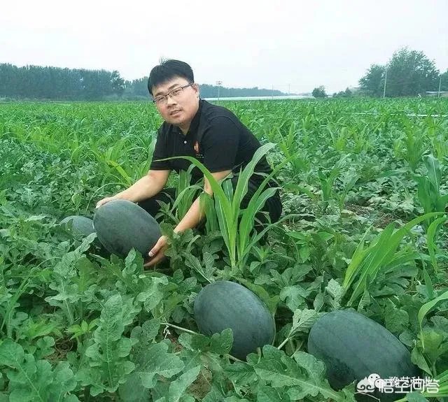 给大家介绍一个西瓜新品种?