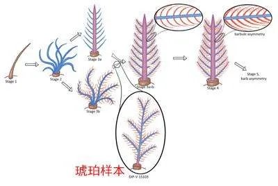 我们是怎样在琥珀里发现恐龙尾巴的？