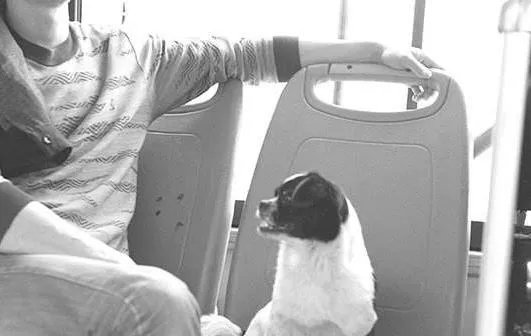 沈阳女乘客不顾指责让狗独占公交座位,应该禁止宠物上公共交通工具么?